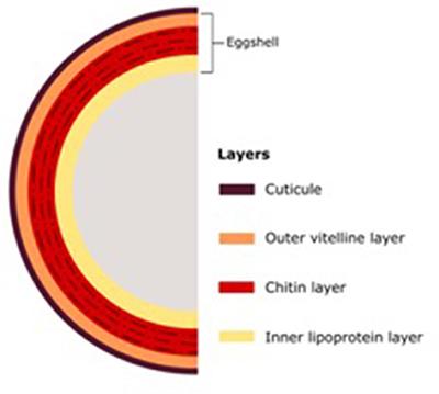 Strategy of Nematophagous Fungi in Determining the Activity of Plant Parasitic Nematodes and Their Prospective Role in Sustainable Agriculture